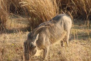 Warthog