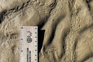 Crayfish Trails
