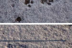 Domestic cat , tracks