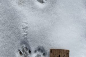 Domestic cat, tracks