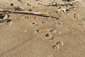 domestic dog tracks and signs