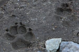 domestic dog tracks