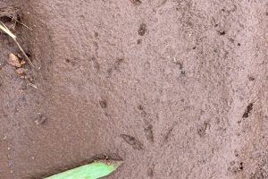 Dove tracks, Greater Kruger region, South Africa, Kersey Lawrence