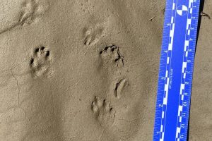 Eastern cottontail rabbit, tracks