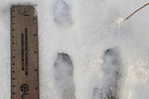 Eastern cottontail rabbit, tracks