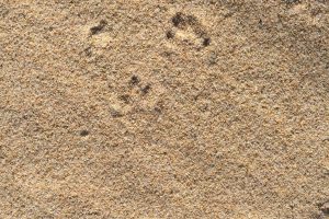 Eastern cottontail rabbit, tracks
