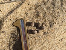 Eastern cottontail rabbit, signs,