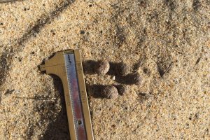 Eastern cottontail rabbit, signs,
