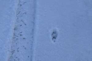 coyote tracks