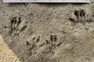 Squirrel tracks