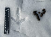 turkey tracks and signs