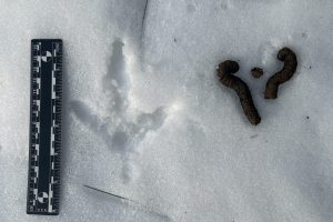 turkey tracks and signs