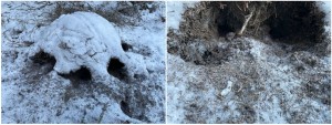 European green woodpecker signs