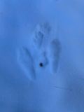 European Hare tracks and signs