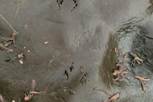 frog and toad tracks, trail