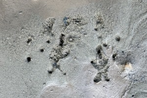 frog and toad tracks
