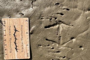 Bullfrog tracks