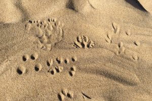 frogs and toads tracks