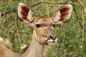 female kudu