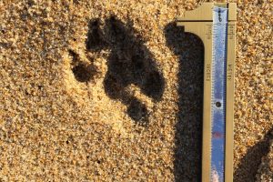 grey fox tracks