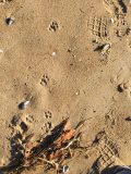 grey fox tracks and signs