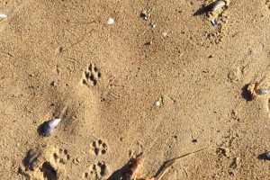 grey fox tracks and signs