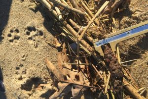 grey fox tracks and signs