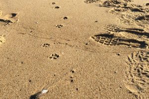 grey fox tracks