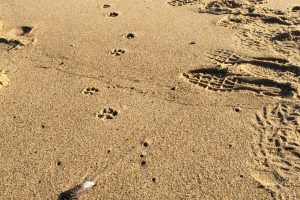 grey fox tracks