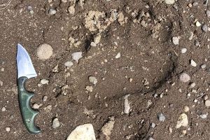 Grizzly bear, tracks