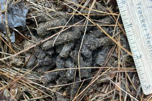 grouse signs