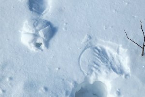 Grouse beds under the snow