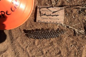 guineafowl feather, signs