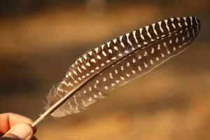 guineafowl feather, signs