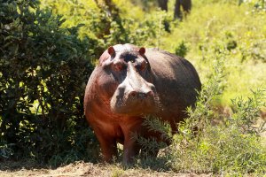 hippo out of the water