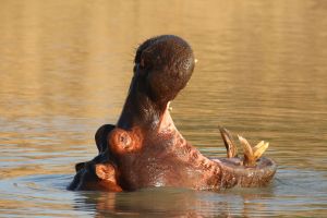 hippo showing teeth