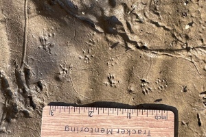 vole tracks