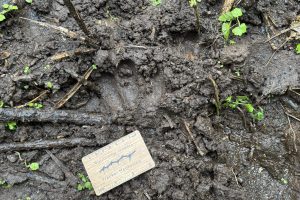 Mountain Gorilla track