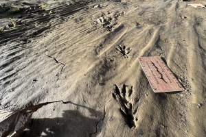 muskrat tracks