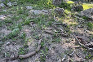 Pocket Gopher Esker in Grand Mesa, Colorado, US, photo by Sandy Reed