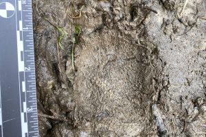 North American porcupine tracks