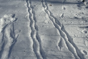 North American porcupine tracks in the snow in southern Vermont.