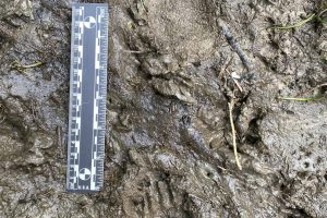 North American porcupine tracks