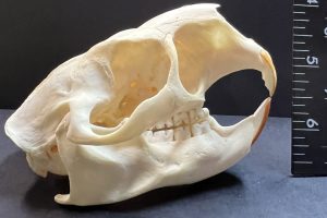 North American porcupine skull and mandible, signs