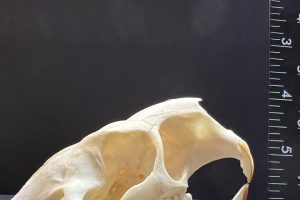 North American porcupine skull and mandible, signs