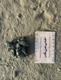 North American river otters scat
