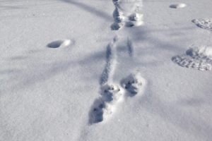 North American river otters tracks