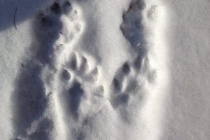North American river otters tracks