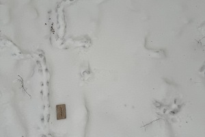 Flying squirrel tracks, Northwestern PA, USA. Shane Hawkins
