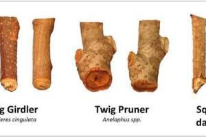 Oak Twig Pruner signs
